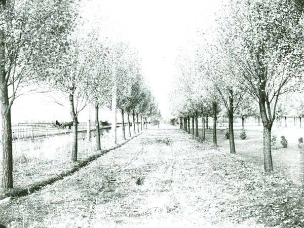 Lane of trees on Campus