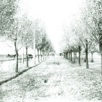 Lane of trees on Campus