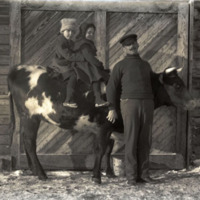 Agnes and Theo on a heifer, Glacier