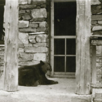 Bear on porch at Granite Chalet
