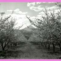 Orchard in the Bitterroot 